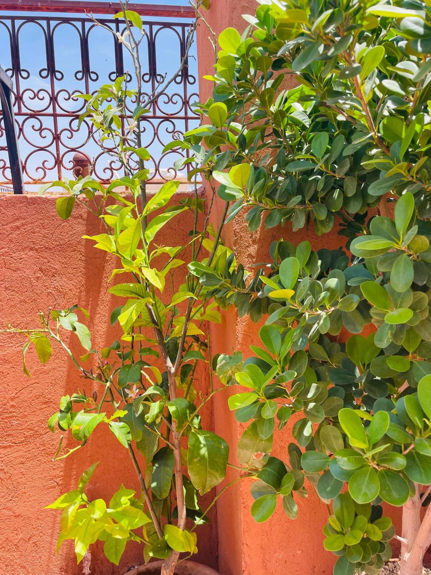 Riad Ms Holidays Terrasse Privatise Marrakech Marrakesh Exterior photo